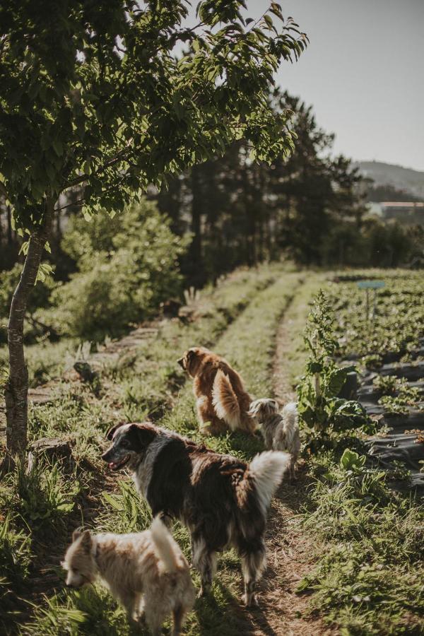Verde Agua Agroturismo E Agricultura Biologica Couto エクステリア 写真