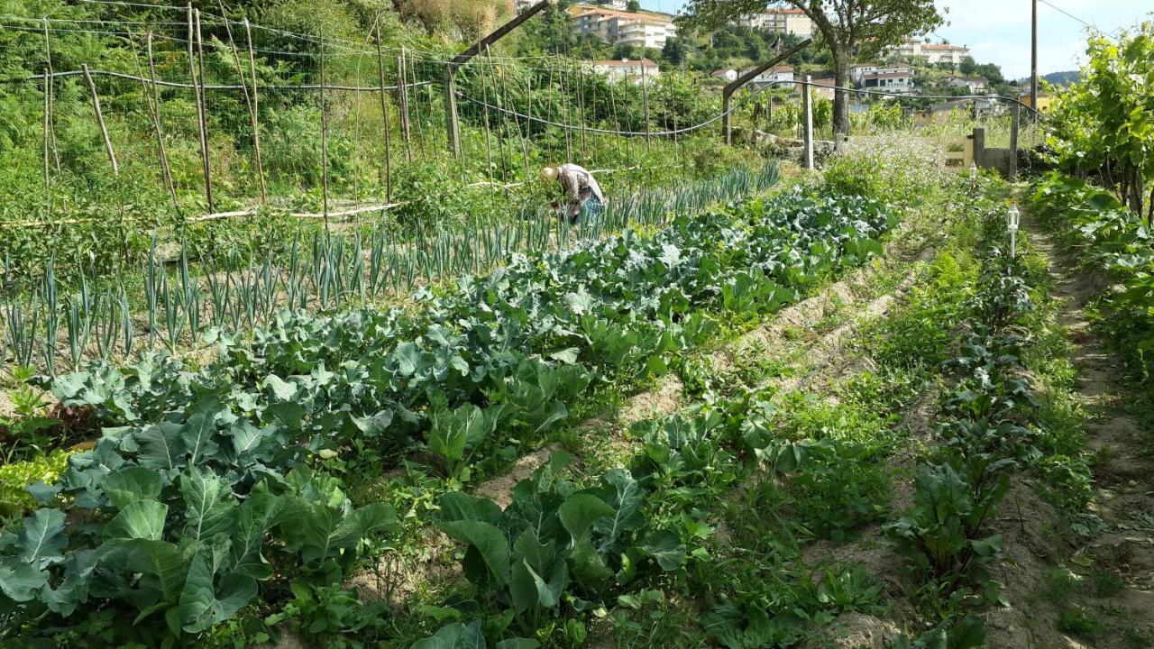 Verde Agua Agroturismo E Agricultura Biologica Couto エクステリア 写真