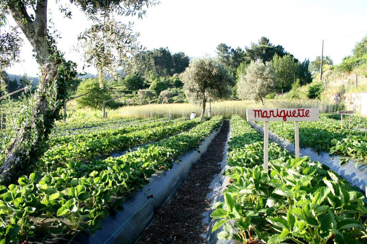 Verde Agua Agroturismo E Agricultura Biologica Couto エクステリア 写真