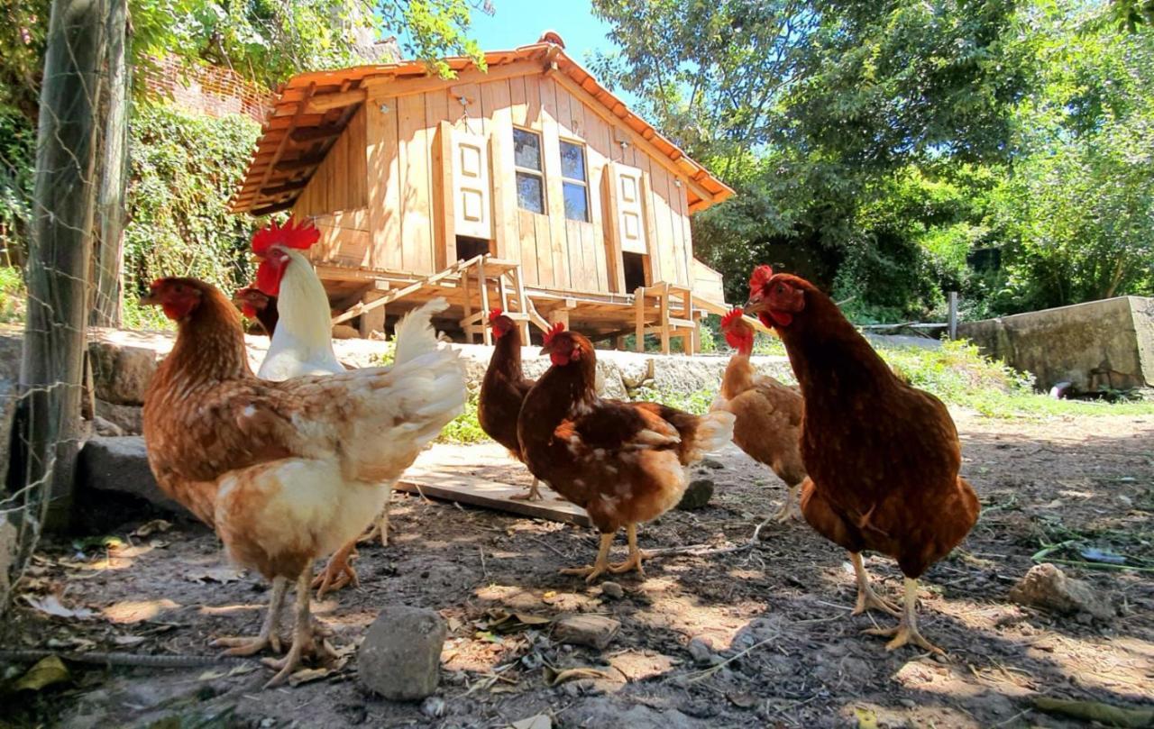 Verde Agua Agroturismo E Agricultura Biologica Couto エクステリア 写真
